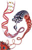 Dna