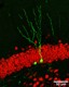 GFP_neurons