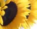 girasole