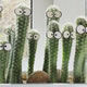 cactussini