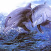 Delfini