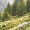 Avvistamento camosci