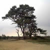 Hoge Veluwe