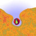 Virus HIV in fase di inclusione