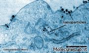 Nanoparticelle in una cellula cancerosa