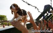 Animalisti