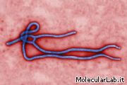 Virus Ebola
