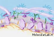 Membrana plasmatica