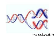 Duplicazione del Dna