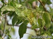 Toothbrush tree, Saladora persica