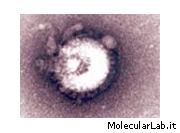 Virus H5N1