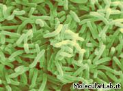 Mycobacterium