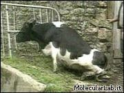 Mucca affetta da BSE