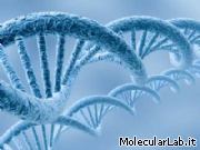 Ricostruzione digitale filamenti DNA