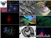 Calendario MolecularLab