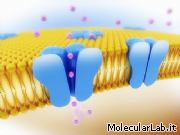 Canali di membrana