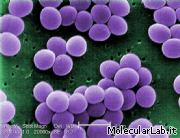 Staphylococcus aureus - MRSA