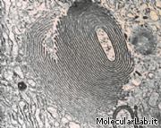 Reticolo endoplasmatico