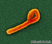 Virus ebola