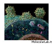 Ciclo virus HIV