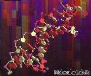 Struttura DNA