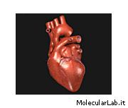 Cuore