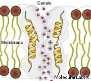 Canale nella membrana cellulare