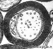 Cellule di Schwann: la guaina mielinica per assoni