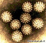 Papillomavirus