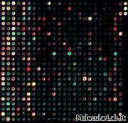 Microarray