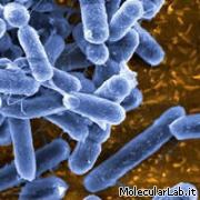 Escherichia coli