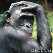 Un esemplare di bonobo