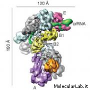 Complesso CASCADE per difesa da batteriofagi