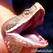 Vipera aspis