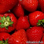 Fragole