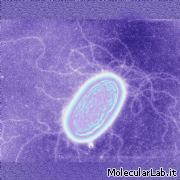 Geobacter metallireducens