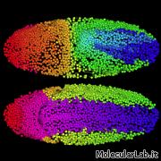 Imaging dell'embriogensi di Drosophila