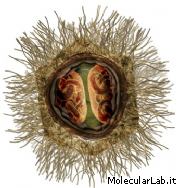 Mimivirus: mega virus scoperto nel 2009