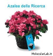 Azalea
