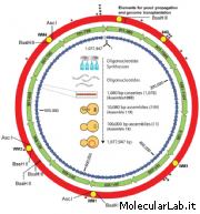 Genoma di Mycoplasma laboratorium,vita artificiale