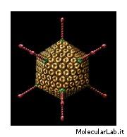 Adenovirus