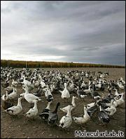 Uccelli migratori