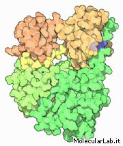 Src Tyrosine Kinase