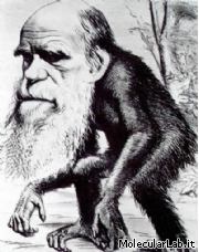 Darwin