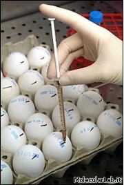 Realizazzione vaccino in uova