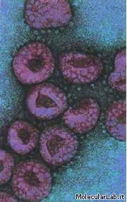 Virus influenzale