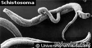 shistosoma
