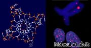Quadruplex di DNA