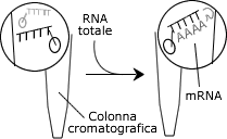 Cromatografia RNA totale