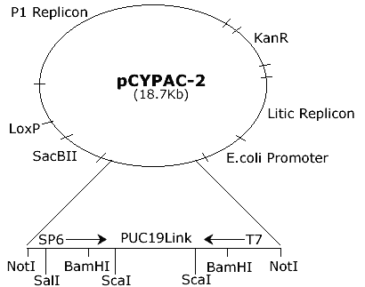 Vettore PAC